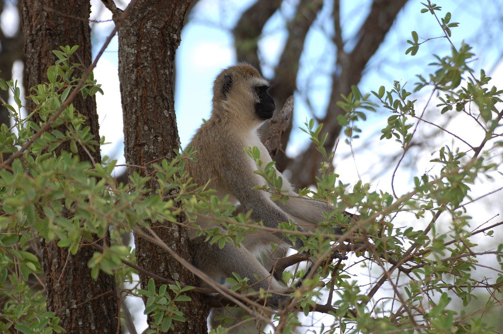 Tanzania - Cercopiteco:  Chlorocebus pygerythrus